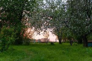 äpple träd på solnedgång foto