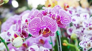 lila orkidé