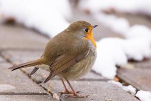 robin röd bröst snö scen foto