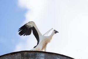 stork i boet foto
