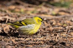 eurasian siskin på de jord foto