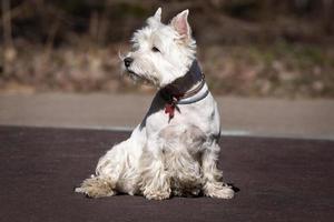 västra höglandsvit terrier foto