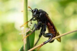 porträtt av cimbex femoratus foto