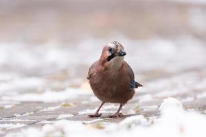 jay i snön foto