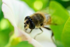 de ansikte av eristalis arvorum foto