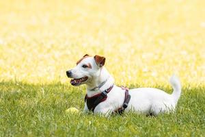 Jack Russell Terrier foto