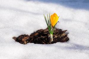 vår blomma krokus. foto