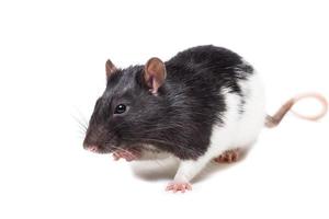 råtta isolerat på vit bakgrund foto