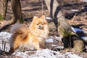 hund i parken foto