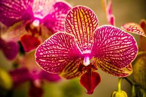 tropiska orkidéblommor