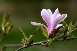 magnolia blommar
