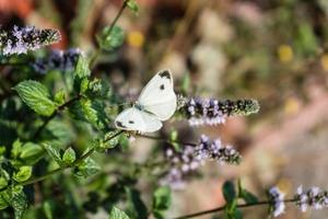 mentha växt i en Hem trädgård foto