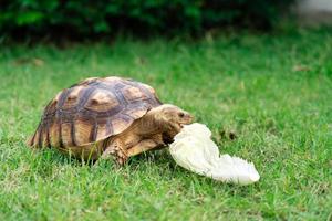sköldpadda äter en blad av vegetabiliska eller gräs på en grön bakgrund. djur- matning centrokelys sulcata foto