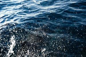 droppar och stänk i hav med delfin under vattnet foto