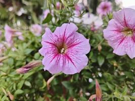 närbild Foto av rosa blommor blomning i vinter-