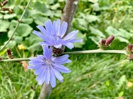 blå blommor av cikoria växa på stam i blomma trädgård, odling av medicinsk växter. foto