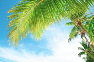 sommar bakgrund med kokos löv och ljus himmel. foto