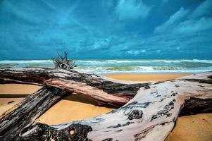 död- träd på skön strand foto