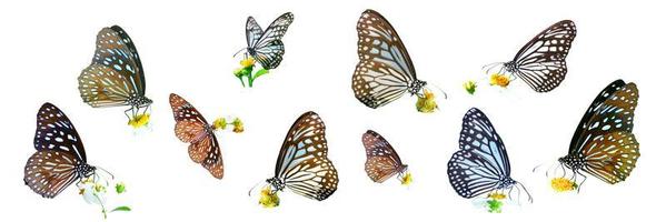 många typer av fjärilar på en vit bakgrund. fjäril hittades i thailand foto