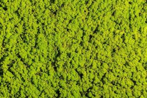 leva grön. närbild av växter bakgrund med ljust grön Färg foto