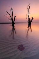 dött mangroveträd vid solnedgången