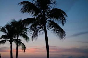 silhuett av palmträd foto