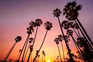 solnedgång med kokospalmen foto