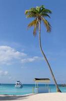 palmträd på en tropisk strand foto