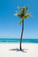 ensam palmträd på stranden