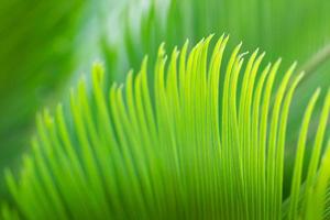 grönt cycadblad för närbild på vårtid foto