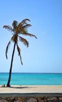 palm på stranden
