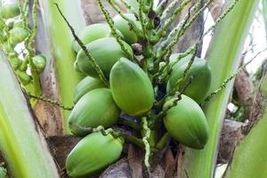 kokosnötter