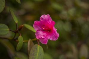 en buske med rosa rhododendron blommor. närbild med en kopia av de Plats, använder sig av de naturlig landskap som de bakgrund. naturlig tapet. selektiv fokus. foto