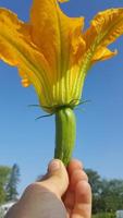 hand innehav en mini zucchini med stor blomma foto