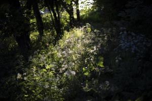 ljus i parkera i sommar. växter i skog. hasselmus ljus falls på buskage. foto