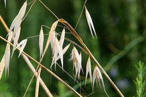 fält spikelets naturlig torkades blommor 80 centimeter hög. foto