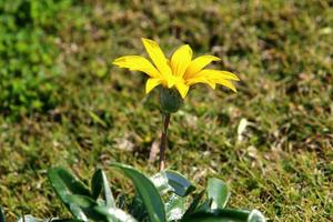 krysantemum blommar i en stadspark i norra Israel. foto