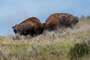 bison tjurar bekämpa foto