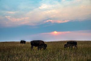 bison besättning på soluppgång i theodore roosevelt nationell parkera foto