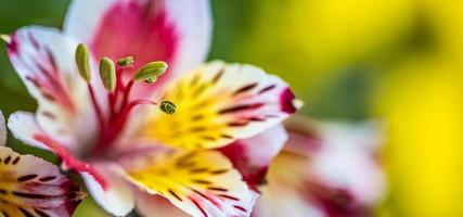 enda drömmande overkligt färgrik blomma. abstrakt mjuk ljus, ljus färger, närbild blommig trädgård. natur begrepp, konstnärlig skönhet blommor foto