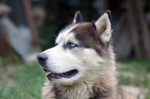 arktisk malamute med blå ögon munkorg porträtt stänga upp. detta är en ganska stor hund inföding typ foto