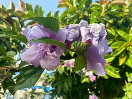 en skön lila naturlig delikat blomma med kronblad växer på en buske med grön löv i en värma tropisk sydlig Land, bakgrund, textur foto