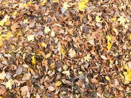 textur av gul och röd, brun färgrik naturlig fallen höst annorlunda löv. de bakgrund foto