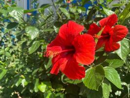 röd blomma naturlig skön mot de bakgrund av grön löv i en värma tropisk Land, tillflykt foto