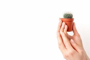 kvinna hand innehav små kaktus foto
