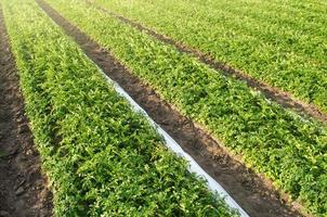 lång rader plantage av potatis buskar efter agrofiber avlägsnande. jordbruksindustrin och jordbruksnäring. lantbruk, växande mat grönsaker. odling, skörd i sent vår. växande en beskära på de odla. foto