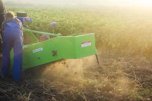 kherson oblast, ukraina - september 19, 2020 en bruka arbetstagare gräver potatisar till de yta med en grävning maskin. skörd potatisar på de plantage. jordbruk, lantbruk. landsbygden jordbruksmark. foto