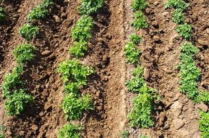 riviera mängd potatis buskar plantage på en bruka agro kulturell fält. lantbruk, växande mat grönsaker. odling och vård, skörd i sent vår. jordbruksindustrin och jordbruksnäring. foto