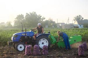 kherson oblast ukraina september 19, 2020 bruka arbetare på en traktor gräv ut potatisar. skörd potatisar på de plantage, sortering och förpackning i maska påsar. jordbruk och lantbruk foto