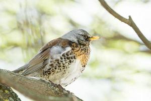 turdus pilaris på en gren foto